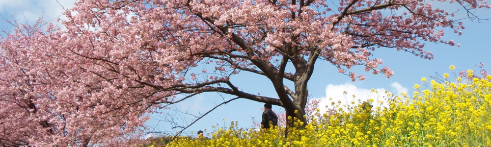 伊豆　下田　ペンション　みなみの桜と菜の花まつり